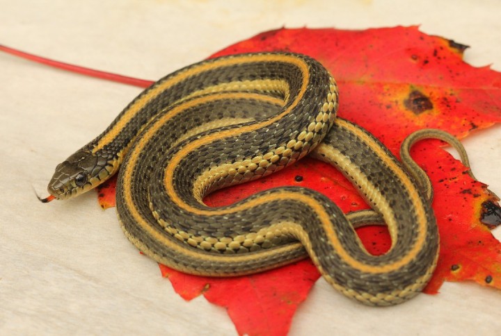 Aquatic Intergrade Garter Snake